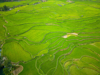 Top view of patterns, texture and color of green rice terrace fields and small hut near Kacura Waterfall, from drone ,Sumba, Bali, Indonesia.