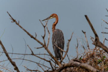 Goliathreiher - Ardea goliath - auf einem kahlen Baum

