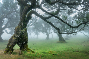 Old laurel trees in the fog in the forest of Fanal Madeira island, Portugal - 779856015