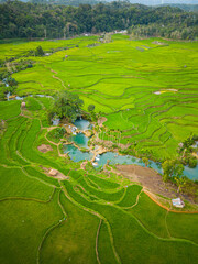 Top view of patterns, texture and color of green rice terrace fields and small hut near Kacura Waterfall, from drone ,Sumba, Bali, Indonesia.