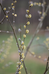 Flowers on a willow twig outdoors. © lapis2380