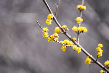 Branch of wild blossom cornelian cherry in early spring day, close up of tree flowering - cornelian cherry dogwood, cornus officinalis, yellow tree flowers, copy space - Powered by Adobe