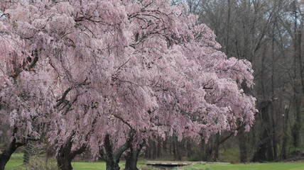 Beautiful cherry tree blooming pink in spring