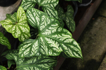 Climbing Aroid (Cercestis mirabilis) from Africa growing as an ornamental plant for indoor garden