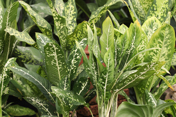 Different kinds of Dieffenbachia aroid popular houseplant