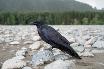 Obraz premium Black bird raven