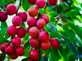 Detailed image of juicy cherry plums on a tree, highlighting their rich color and texture. Perfect for nutrition and health-themed visuals.