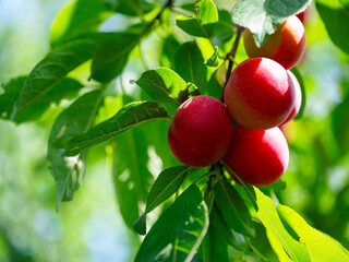 Detailed image of juicy plums on a tree, highlighting their rich color and texture. Perfect for nutrition and health-themed visuals.