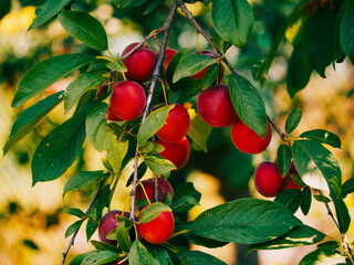 The image captures the ripening process of cherry plums on a tree. Useful for educational content about fruit farming.