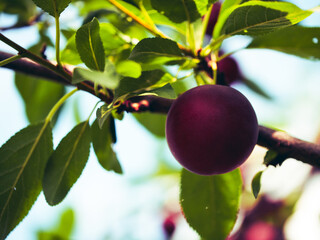A ripe plum on a tree, surrounded by vibrant green leaves; it’s an image of natural freshness and organic growth, perfect for healthy living and food concepts.