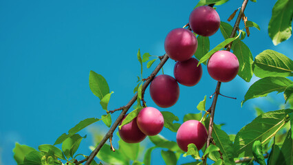 This image captures the natural beauty of plump red plums on a tree branch, highlighted by the contrasting bright blue sky and green leaves; perfect for nutrition and healthy lifestyle promotions.