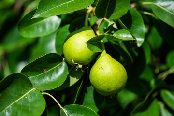 Close-up of two green pears hanging amidst lush leaves, showcasing natural growth and organic farming, ideal for agricultural and nutritional content.