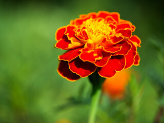 Close-up of a marigold showcasing its intricate petal details and bright colors, set against a blurred green backdrop; perfect for botanical illustrations.