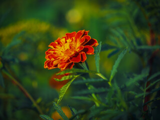 A vibrant marigold flower with rich orange and red petals, surrounded by a soft focus green background; ideal for gardening or nature themes.