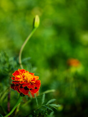 A vibrant marigold flower with rich orange and red petals blooms against a soft-focus green background, showcasing nature’s beauty.