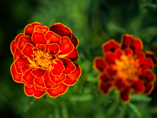 A vibrant marigold flower with rich red and orange hues is in full bloom, surrounded by its dark green, jagged leaves; it exudes a lively and refreshing mood suitable for spring or summer themes.