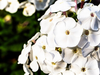 A close-up of vibrant white flowers with yellow centers, surrounded by green foliage; it exudes a fresh and peaceful ambiance, ideal for spring-themed content.