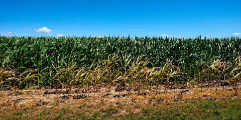 A bright day over a thriving cornfield.