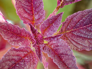 The image shows detailed textures on deep red foliage.