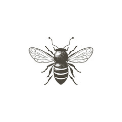 Bee detailed in dark, brown color, in the style of engraving, hand-drawn vector on a transparent background