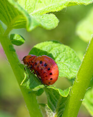 The image shows a detailed view of a red caterpillar on green leaves.