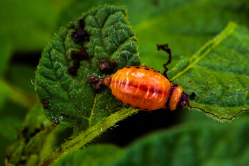 A small orange bug is sitting on a leaf. The bug is surrounded by green leaves and he is resting.