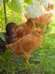 Vibrant image capturing chickens amidst nature; they are surrounded by greenery, including grass and plants.