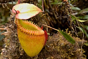 Villose Pitcher Plant (Nepenthes villosa), is a tropical pitcher plant endemic to Mount Kinabalu....