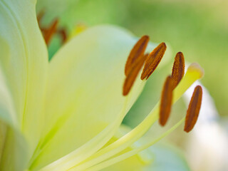 A close-up of a pale yellow lily, highlighting its delicate petals and prominent brown stamens against a soft-focus green background. - Powered by Adobe