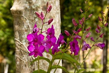 Orchid (Dendrobium phalaenopsis). Dinawan Island, Sabah, Malaysia. - obrazy, fototapety, plakaty