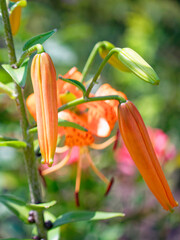 Blooming and budding lilies are captured; the spotted yellow flowers stand out against an...
