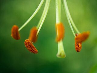 Close-up of orange pollen sacs on thin green stems, with a blurred green background. Ideal for nature-themed designs or educational content. - obrazy, fototapety, plakaty