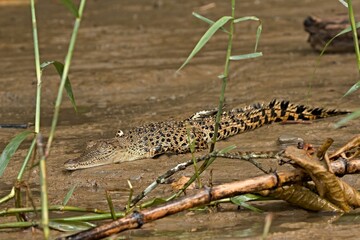 The Borneo crocodile (Crocodylus raninus) is endemic to Borneo island. Kinabatangan Wildlife...