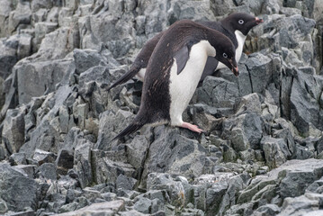 Fototapeta premium Antarctic Wildlife