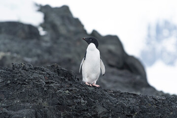 Fototapeta premium Antarctic Wildlife