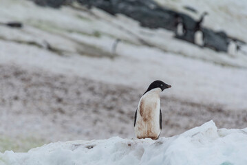 Antarctic Wildlife