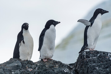 Antarctic Wildlife