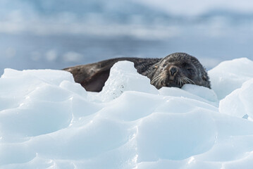 Obraz premium Antarctic Wildlife