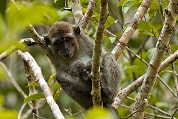 Crab-Eating Macaque (Macaca fascicularis). Kinabatangan Wildlife Sanctuary. Malaysia, North Borneo,...