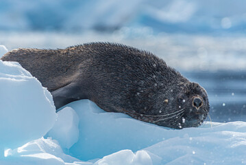 Obraz premium Antarctic Wildlife