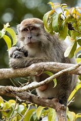 Crab-Eating Macaque (Macaca fascicularis). Kinabatangan Wildlife Sanctuary. Malaysia, North Borneo, Sabah.