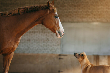 A sorrel horse and a liver fawn dog stand together in a wooden stable. The carnivore dog has a snout and tail, while the terrestrial horse is a pack animal - 779865218