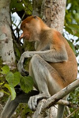 Fototapeta premium Proboscis Monkey (Nasalis larvatus) Kinabatangan Wildlife Sanctuary. Malaysia, North Borneo, Sabah.