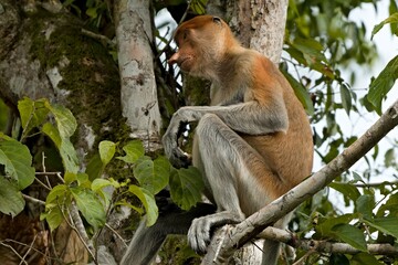 Proboscis Monkey (Nasalis larvatus) Kinabatangan Wildlife Sanctuary. Malaysia, North Borneo, Sabah.