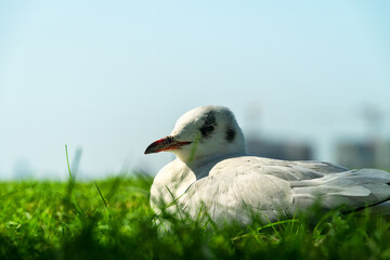Sick seagull sits on the lawn of the city