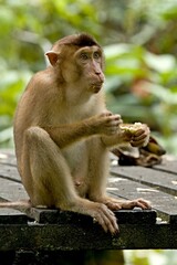 Northern Pig-tailed Macaque (Macaca leonina) at the Sepilok Orangutan Rehabilitation Centre. Sabah, North Borneo, Malaysia.