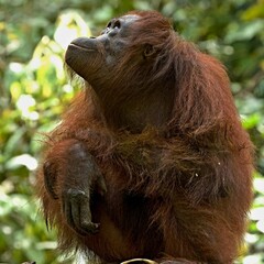 Bornean Orangutan (Pongo pygmaeus) at the Sepilok Orangutan Rehabilitation Centre. Sabah, North Borneo, Malaysia. © Rostislav