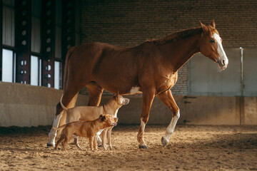 A Staffordshire Bull Terrier and a Thai Ridgeback share a moment of play under the watchful eye of a chestnut horse in an airy stable.  - 779866021