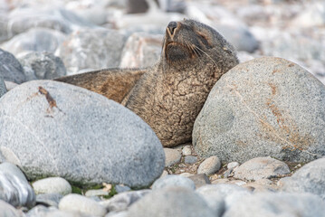 Antarctic Wildlife