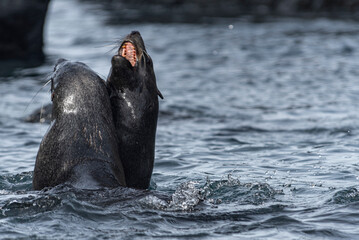 Antarctic Wildlife